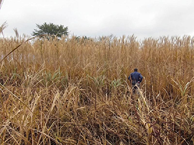 耕作放棄地再生とバイオマス燃料の創出